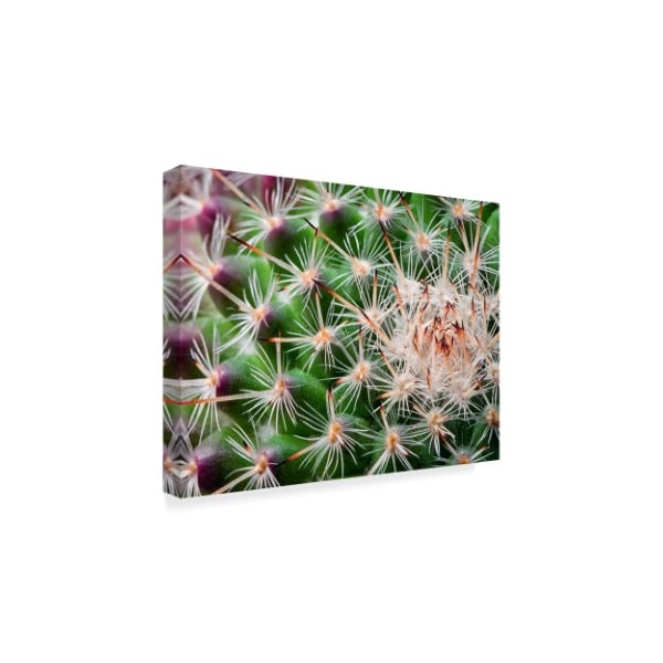 Janice Sullivan 'Cactus Spines' Canvas Art,14x19